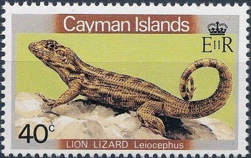 Lion Lizard  (Leiocephalus sp.) 