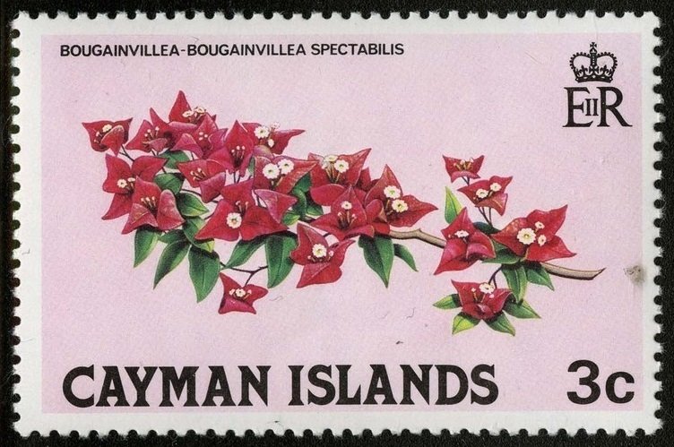 Bougainvillea