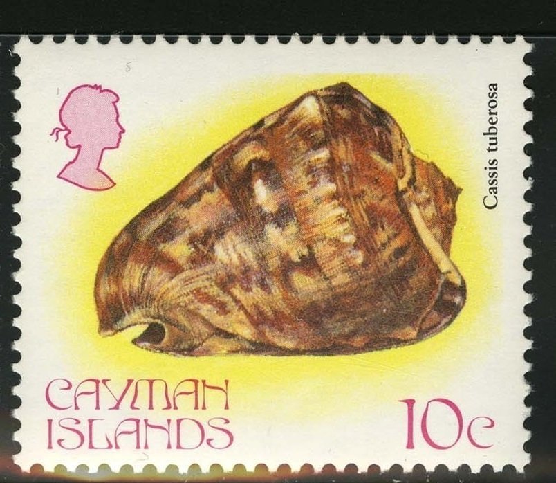 King Helmet (Cassis tuberosa