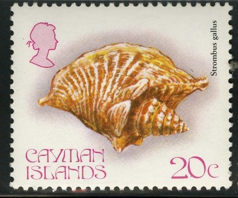 Rooster Conch (Strombus gallus)