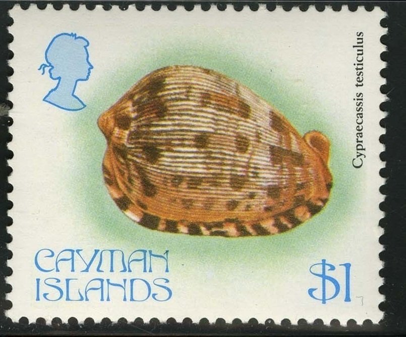 Reticulated Cowry Helmet (Cypraecassis testiculus)