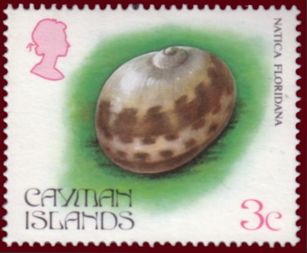Sea Shell (Natica floridana)