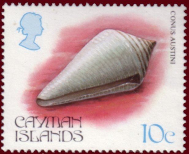 Cancellate Cone (Conus austini)