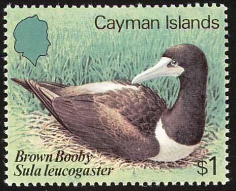 Brown Booby (Sula leucogaster)