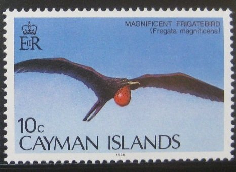 Magnificent Frigatebird (Fregata magnificens)