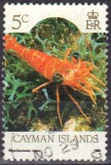 Red Night Shrimp (Rhynchocinetes rigens)