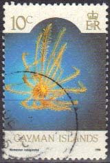 Orange Sea Lily (Nemaster rubiginosa)