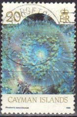 Stamp, St. Thomas Mushroom (Rhodactis sanctithomae), Cayman Islands,  