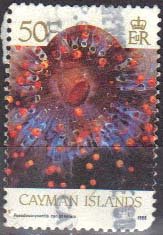 Stamp, Orange Ball Corallimorph (Pseudocorynactis arribeorum), Cayman Islands,  
