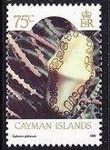 Flamingo Tongue (Cyphoma gibbosum)