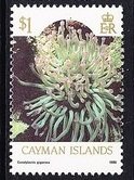 Carribean Sea Anemone (Conolylactis gigantea)