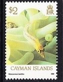 Stamp, Diamond Blenny (Malacoctenus boehikel), Cayman Islands,  