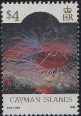 Flame Scallop (Lima scabra)