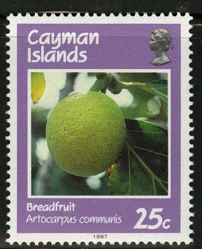 Breadfruit