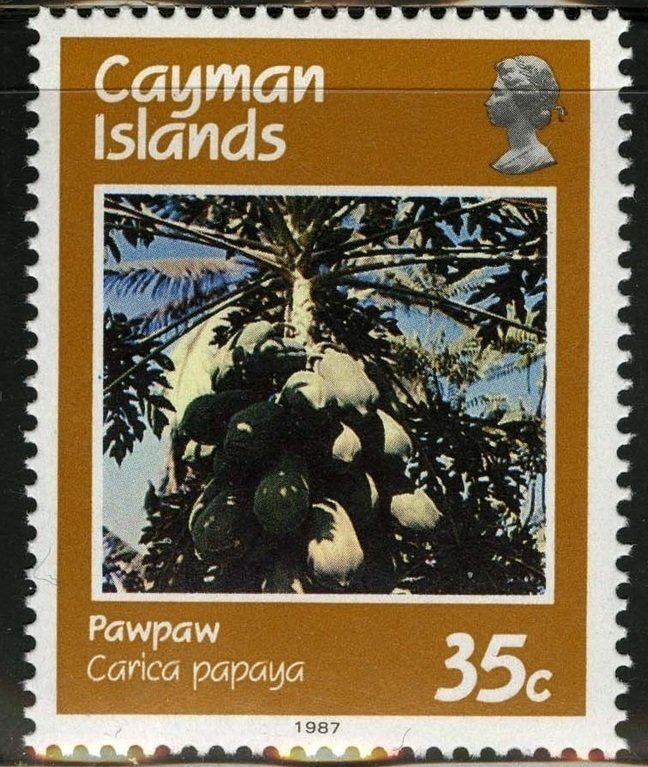 Papaya