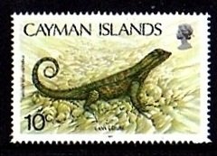 Northern Curly-tailed Lizard (Leiocephalus carinatus) 