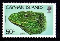 Cuban Rock Iguana (Cyclura nubila)