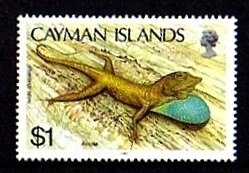 Cayman Blue-throated Anole (Anolis conspersus)