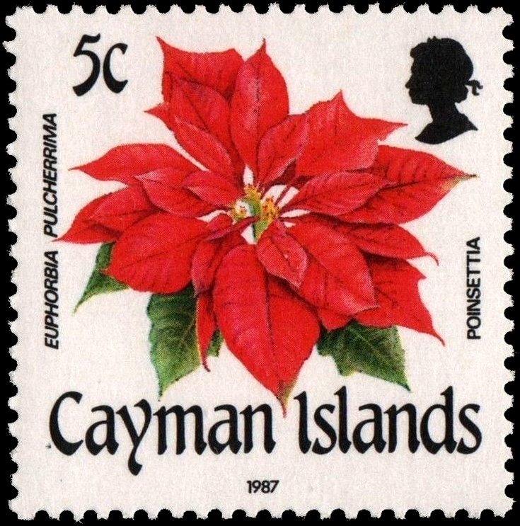 Poinsettia