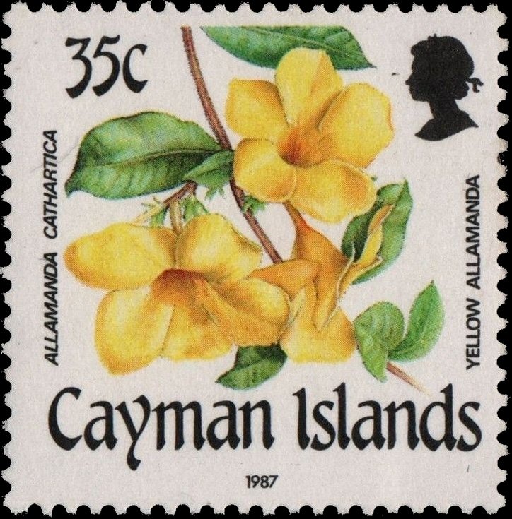 Yellow Allamanda
