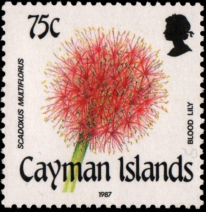 Blood Lily