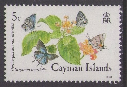 Cayman Lucas's Blue (Hemiargus ammon erembis), Martial Scrub