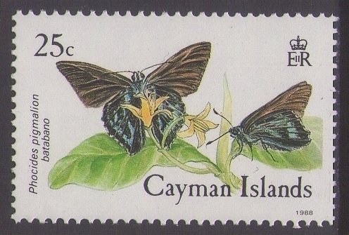 Mangrove Skipper (Phocides pigmalion ssp. batabano)