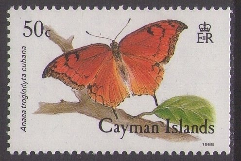 Florida Leafwing (Anaea troglodyta cubana)