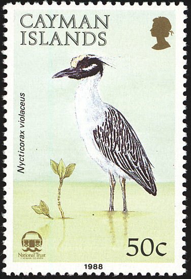 Yellow-crowned Night Heron (Nycticorax violaceus)