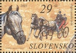 Lippizan Horse (Equus ferus caballus)
