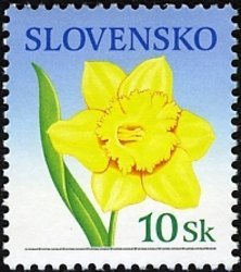 Narcissus