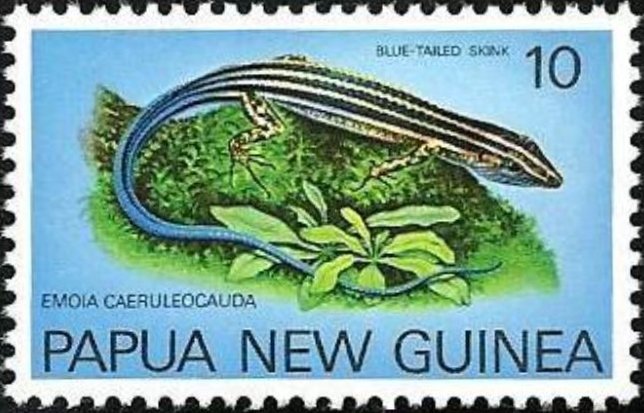 Pacific Blue-tailed Skink (Emoia caeruleocauda)