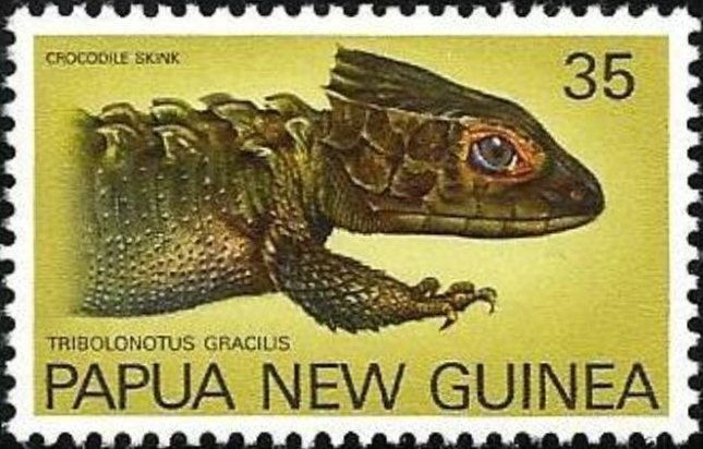 Crocodile Skink (Tribolonotus gracilis) 