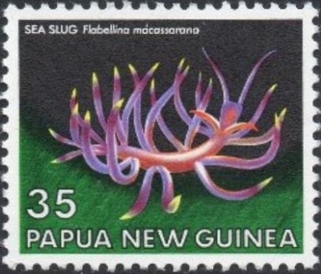 Orange-tipped Flabellina (Flabellina macassarana)