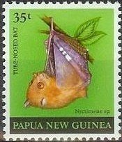 Tube-nosed Fruit Bat (Nyctimene sp.)