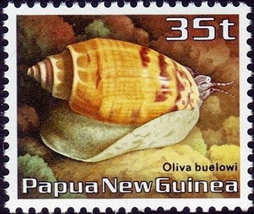 Sea Snail (Oliva buelowi)