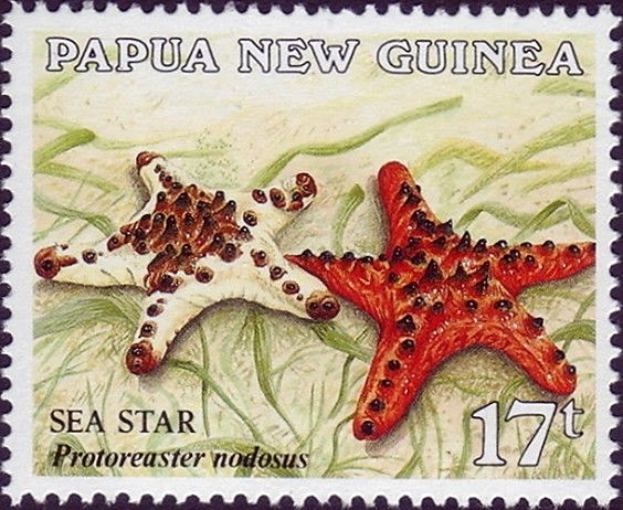 Chocolate Chip Seastar (Protoreaster nodosus)
