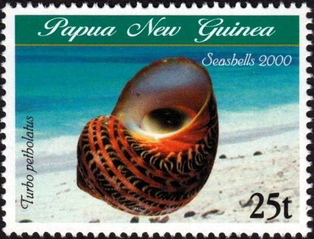 Tapestry Turban (Turbo petholatus)