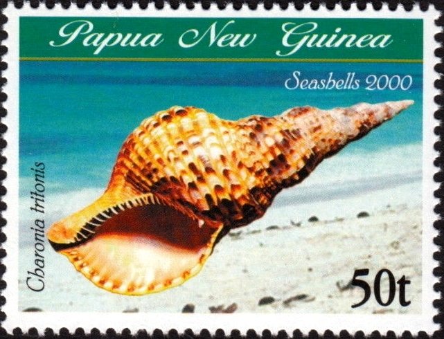 Triton's Trumpet (Charonia tritonis)
