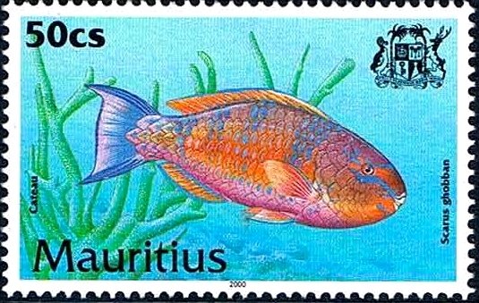Blue-barred Parrotfish (Scarus ghobban)