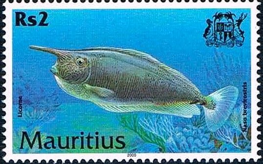 Short-nosed Unicornfish (Naso brevirostris)