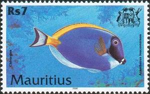 Stamp, Powderblue Surgeonfish (Acanthurus leucosternon), Mauritius,  , Animals (Fauna), Fishes