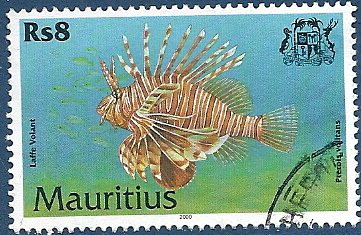 Red Lionfish (Pterois volitans)