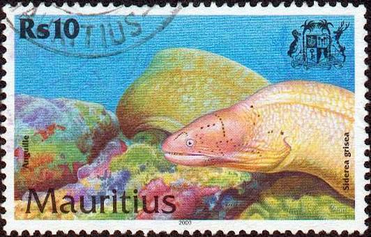 Gray Moray (Siderea grisea)