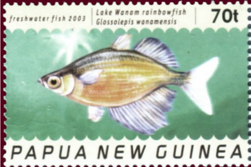 Lake Wanam Rainbowfish (Glossolepis wanamensis)