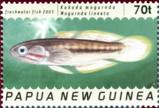 Kokoda Mogurnda / Goby (Mogurnda lineata)