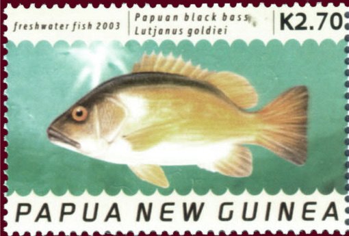 Papuan Black Snapper (Lutjanus goldiei)