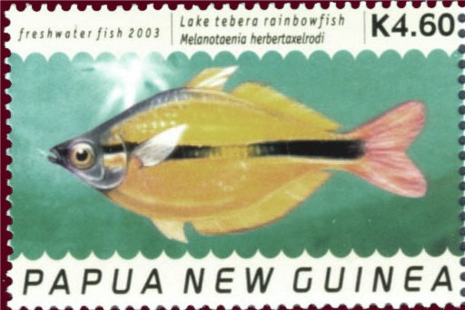 Lake Tebera Rainbowfish (Melanotaenia herbertaxelrodi)