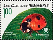 Seven-Spot Ladybird (Coccinella septempunctata)