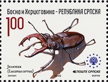 Stag Beetle (Lucanus cervus)